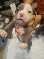 Derpy, a male American Bully for sale in Oswego, IL – 1 of 2