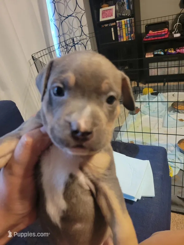 Chocolate – American Bully puppy for sale in Oswego, IL