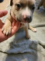 Peaches, a female American Bully for sale in Oswego, IL – 2 of 2