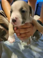 Vicente, a male American Bully for sale in Oswego, IL – 2 of 2
