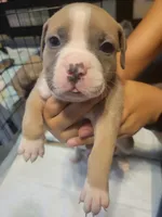 Peaches, a female American Bully for sale in Oswego, IL – 1 of 2