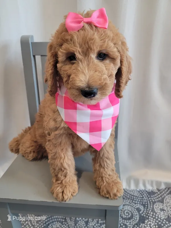 Lolly (Yellow Collar) – Goldendoodle puppy for sale in Lincoln, CA