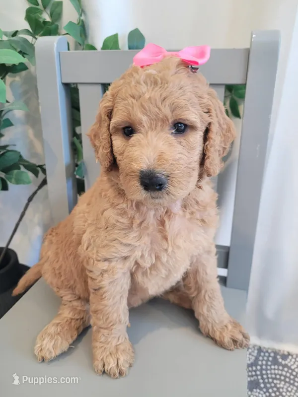 Lolly (Yellow Collar) – Goldendoodle puppy for sale in Lincoln, CA
