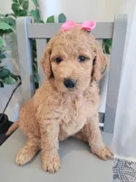 Lolly (Yellow Collar), a female Goldendoodle for sale in Lincoln, CA – 1 of 6