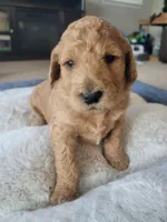 Lolly (Yellow Collar), a female Goldendoodle for sale in Lincoln, CA – 3 of 6