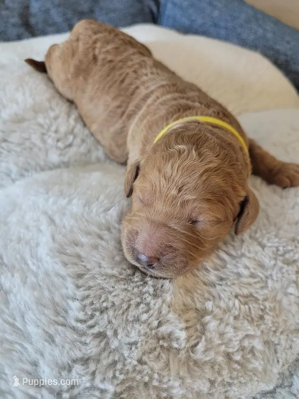 Lolly (Yellow Collar) – Goldendoodle puppy for sale in Lincoln, CA