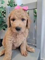 Lolly (Yellow Collar), a female Goldendoodle for sale in Lincoln, CA – 2 of 6