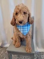 Henry, a male Goldendoodle for sale in Lincoln, CA – 3 of 9
