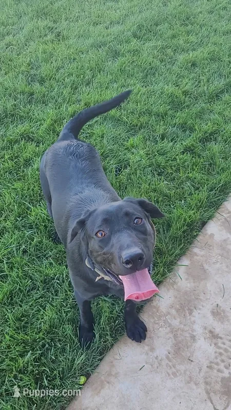 Skye – Labrador Retriever puppy for sale in Lincoln, CA