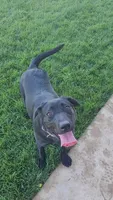 Skye, a female Labrador Retriever for sale in Lincoln, CA – 1 of 4