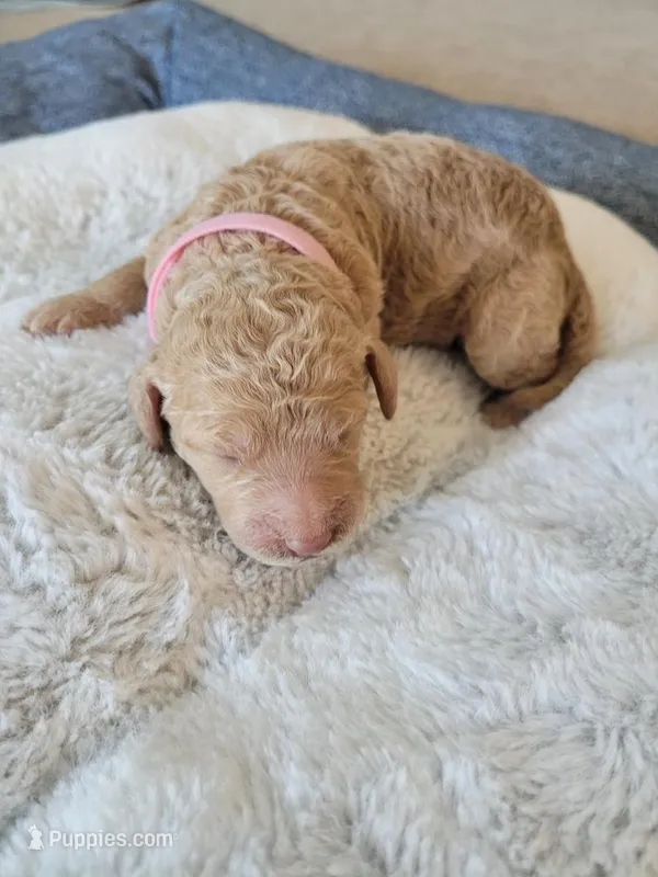 April (Pink Collar) – Goldendoodle puppy for sale in Lincoln, CA