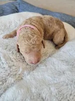 April (Pink Collar), a female Goldendoodle for sale in Lincoln, CA – Photo 1 of 3