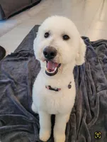 April (Pink Collar), a female Goldendoodle for sale in Lincoln, CA – Photo 2 of 3