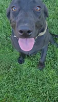 Skye, a female Labrador Retriever for sale in Lincoln, CA – 2 of 4