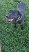Skye, a female Labrador Retriever for sale in Lincoln, CA – 3 of 4