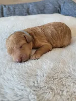 Hunter (Gray Collar), a male Goldendoodle for sale in Lincoln, CA – Photo 1 of 3