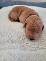 Hunter (Gray Collar), a male Goldendoodle for sale in Lincoln, CA – 1 of 4