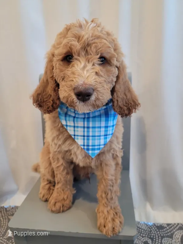 Blue Collar Puppy – Goldendoodle puppy for sale in Lincoln, CA