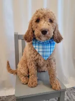 Henry, a male Goldendoodle for sale in Lincoln, CA – 8 of 9