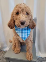 Henry, a male Goldendoodle for sale in Lincoln, CA – 6 of 9