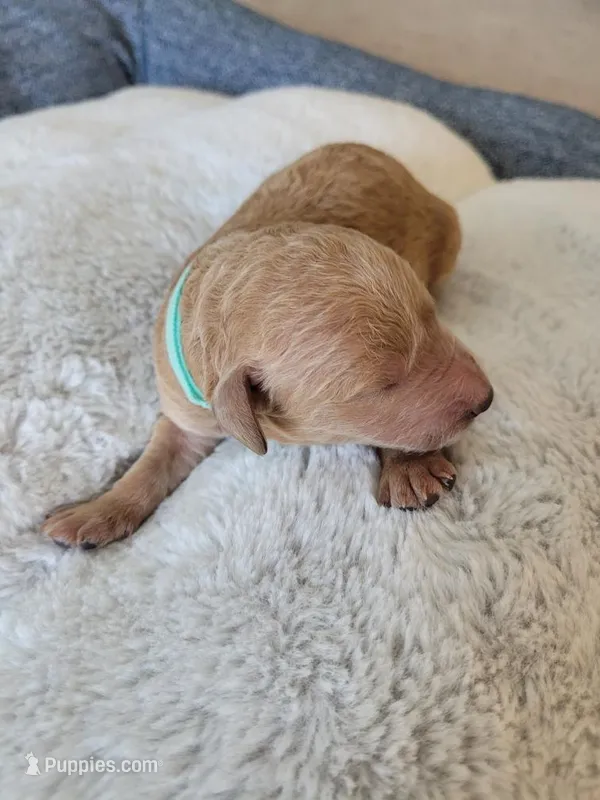 Jack (Mint Collar) – Goldendoodle puppy for sale in Lincoln, CA