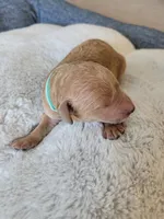 Jack (Mint Collar), a male Goldendoodle for sale in Lincoln, CA – Photo 1 of 3