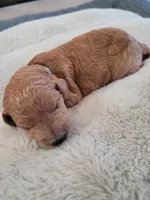 Jack (Mint Collar), a male Goldendoodle for sale in Lincoln, CA – 1 of 5