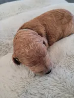 Jack (Mint Collar), a male Goldendoodle for sale in Lincoln, CA – 2 of 5