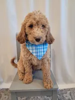 Henry, a male Goldendoodle for sale in Lincoln, CA – 9 of 9