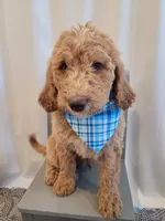 Henry, a male Goldendoodle for sale in Lincoln, CA – 7 of 9