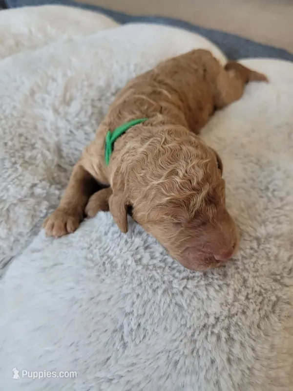 Peter (Green Collar) – Goldendoodle puppy for sale in Lincoln, CA