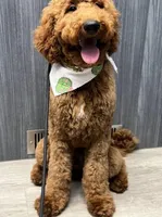 Peter (Green Collar), a male Goldendoodle for sale in Lincoln, CA – Photo 2 of 3