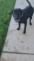 Skye, a female Labrador Retriever for sale in Lincoln, CA – 4 of 4