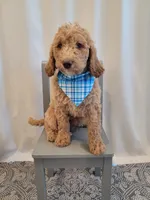 Henry, a male Goldendoodle for sale in Lincoln, CA – 2 of 9