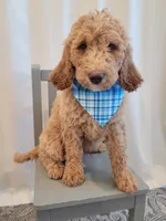 Henry, a male Goldendoodle for sale in Lincoln, CA – 4 of 9