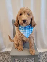 Henry, a male Goldendoodle for sale in Lincoln, CA – 5 of 9