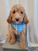 Henry, a male Goldendoodle for sale in Lincoln, CA – 1 of 9