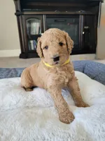 Goldendoodle , a  Goldendoodle for sale in Lincoln, CA – Photo 3 of 8