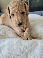 Goldendoodle , a  Goldendoodle for sale in Lincoln, CA – Photo 8 of 8