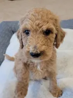 Goldendoodle , a  Goldendoodle for sale in Lincoln, CA – Photo 7 of 8