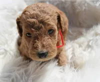 Goldendoodle , a  Goldendoodle for sale in Lincoln, CA – Photo 5 of 8