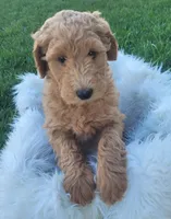 Goldendoodle , a  Goldendoodle for sale in Lincoln, CA – Photo 6 of 8