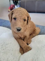 Goldendoodle , a  Goldendoodle for sale in Lincoln, CA – Photo 4 of 8