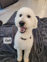 Goldendoodle , a  Goldendoodle for sale in Lincoln, CA – Photo 2 of 8