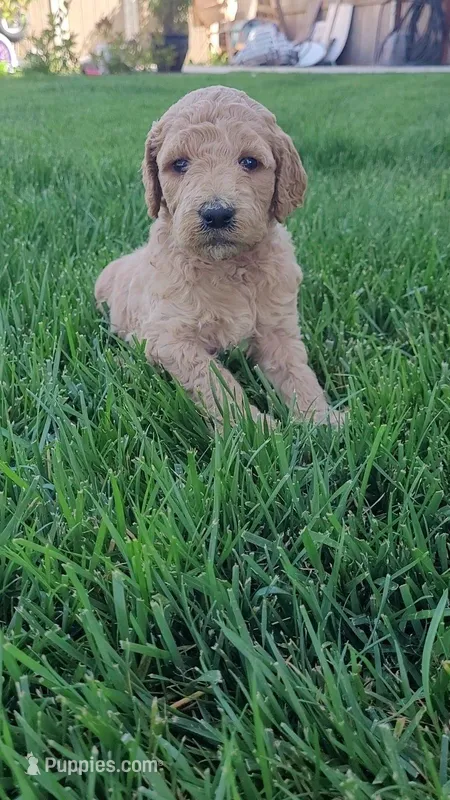 Jellybean (Magenta Collar) – Goldendoodle puppy for sale in Lincoln, CA