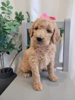 Jellybean (Magenta Collar), a female Goldendoodle for sale in Lincoln, CA – 3 of 6