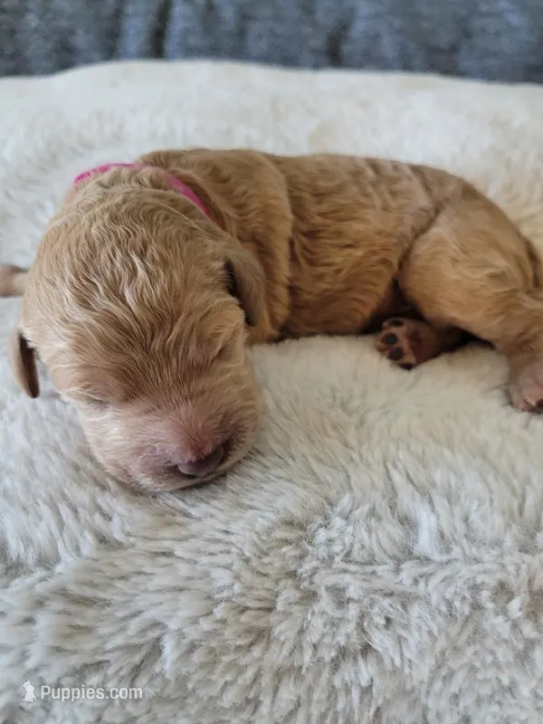 Jellybean (Magenta Collar) – Goldendoodle puppy for sale in Lincoln, CA
