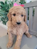Jellybean (Magenta Collar), a female Goldendoodle for sale in Lincoln, CA – 2 of 6