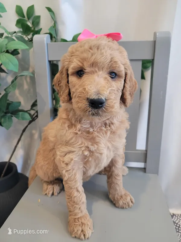 Jellybean (Magenta Collar) – Goldendoodle puppy for sale in Lincoln, CA