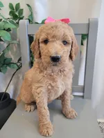 Jellybean (Magenta Collar), a female Goldendoodle for sale in Lincoln, CA – 1 of 6